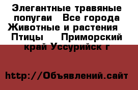 Элегантные травяные попугаи - Все города Животные и растения » Птицы   . Приморский край,Уссурийск г.